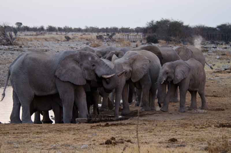 60 - Namibia - elefantes - parque nacional de Etosha
